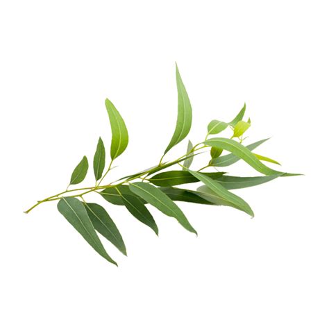 Eucalyptus Tree Png Png Image Collection