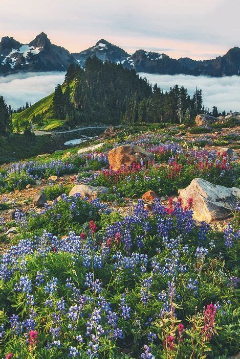 Wildflower Love With Images Beautiful Landscapes Beautiful Nature