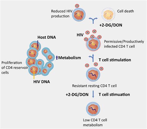Cd4 T Cell Metabolism Is A Major Contributor Of Hiv Infectivity And