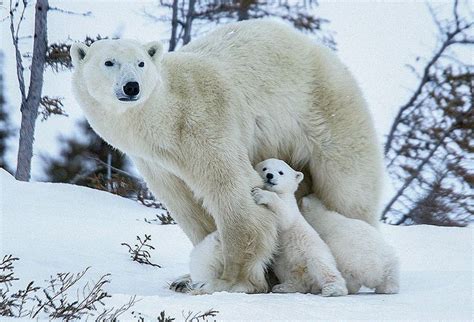 17 Best Images About Animals Polarbear Ijsbeer On