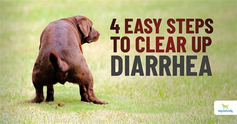 What Home Remedy Can I Give My Dog For Diarrhea Dogs Naturally