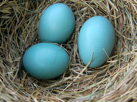 Robin Eggs Fascinating Secrets Behind The Enchanting Blue Bird Forever