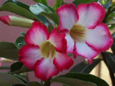 Bunga ini banyak di kagumi karena memiliki warna yang indah dan mempesona. Yoyon Blog : BERAPA NAMA BUNGA YANG ANDA KENAL : 32 JENIS ...