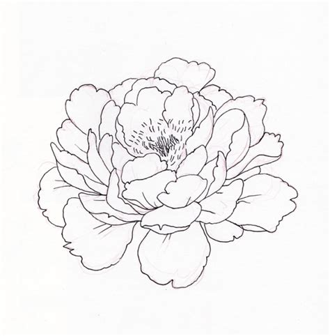 Peony Line Drawing At Explore Collection Of Peony