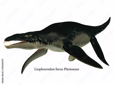 Liopleurodon Side Profile Liopleurodon Was A Carnivorous Marine