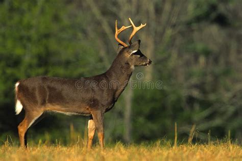 Whitetail Buck On Alert Stock Image Image Of Hunting 11721723