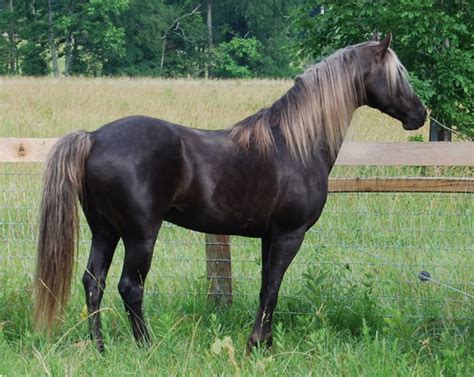 Horse Breed Guide The Rocky Mountain Horse Breed Profile