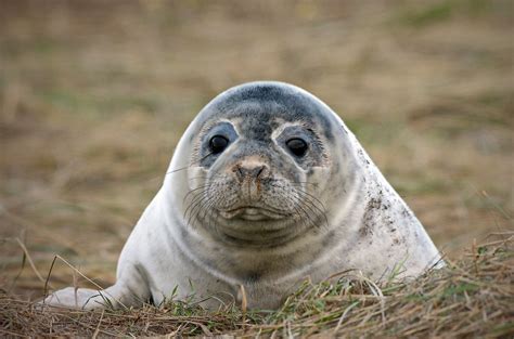 Grey Seal Pup By Bforbes Pentax User