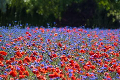 Poppies And Cornflowers Explore 2016 06 09 Susanne Nilsson Flickr