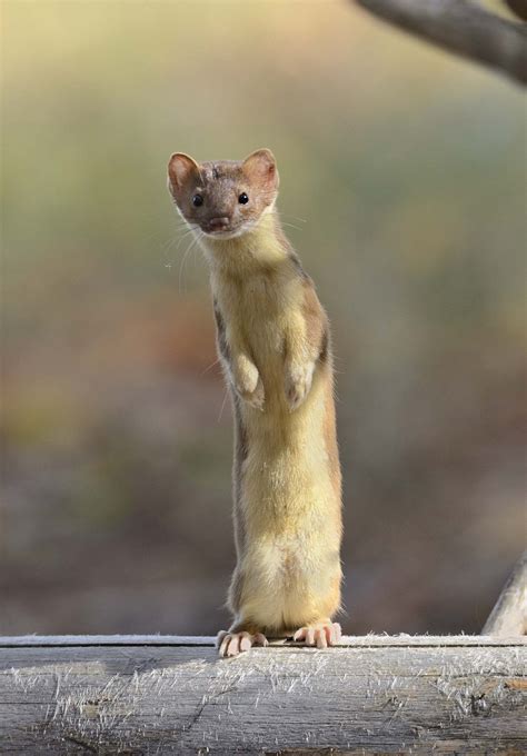 Weasels Are Built For The Hunt Published 2016 Interesting Animals