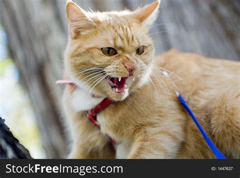 Cat Having A Hissy Fit Free Stock Images And Photos 1447637
