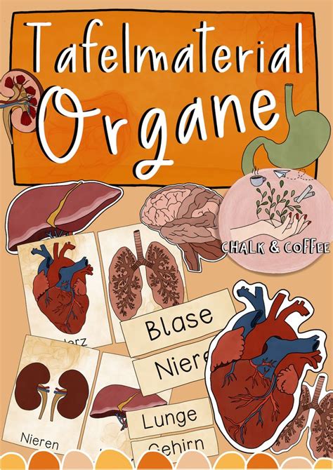 We did not find results for: Tafelmaterial Organe - Bildkarten & Textkarten zu Körper ...