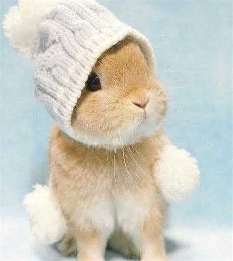 A Look Improves Mood 🐇 😍 On Instagram 🐇🐇😍 Follow Us Rabbitloovers