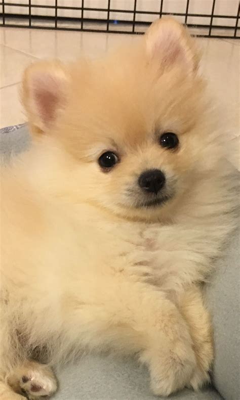 My New Adorable Pomeranian Puppy Cute Puppies Cute Animals Animals