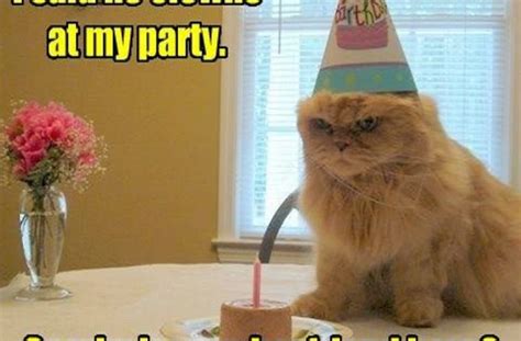 16 Funny Rude Cat Memes Factory Memes