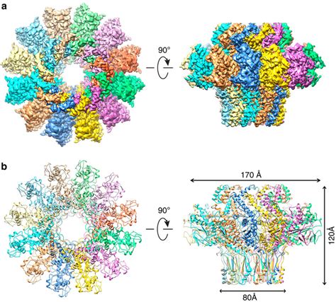 Cryo Em Structure Of The T4 Portal Protein Gp20 Assembly A 3d