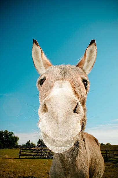 Best Donkey Smile Stock Photos Pictures And Royalty Free Images Istock