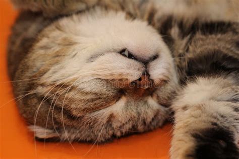 The Cat Sleeps Sweetly On His Back Stock Image Image Of Sleep Relax