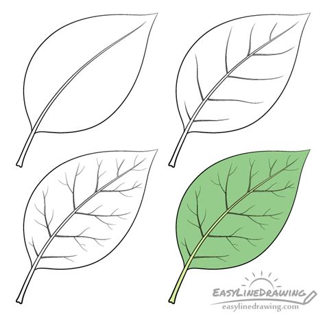 How To Draw A Leaf Step By Step Easylinedrawing