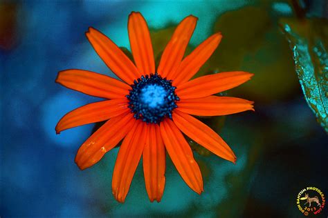 Daisylikeflower01 Orange Coneflower Flickr