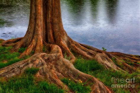 Deep Roots Tree On North Carolina Lake Photograph By Dan Carmichael