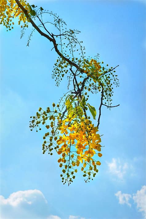 1170x2532px Free Download Hd Wallpaper Cassia Fistula Golden Rain Tree Yellow Flower