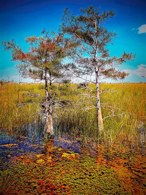Everglades Cypress Trees 1929 Photograph By Rudy Umans Fine Art America