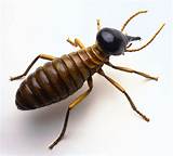 Termite Inspection Definition Images