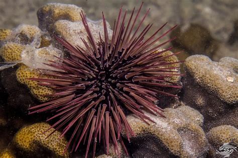 Urchin Sea Spines How To Deal With Them Seaunseen
