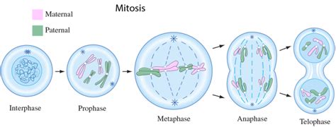 The cell cycle is the sequence of events occurring in an ordered fashion which results in cell growth and cell division. Overview of Cell Biology/Mitosis - Wikiversity