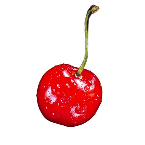 Cherry clipart single cherry - Pencil and in color cherry ...
