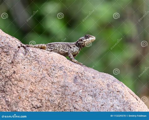 Black Lizard Sitting On A Rock On The Morning And Basking In The Sun