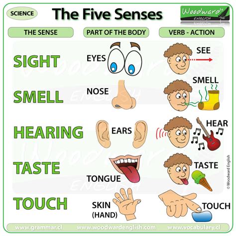 5 senses clipart sensation, 5 senses sensation Transparent FREE for ...
