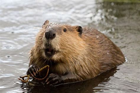 Beavers Are Known For Their Buck Teeth And Large Flat Tail From The