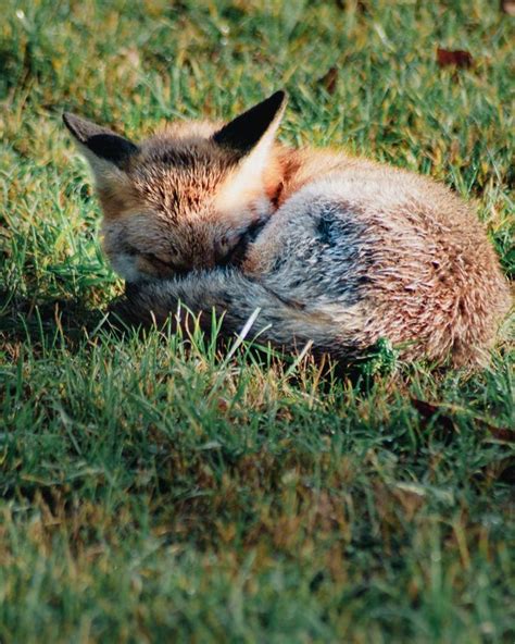 Check spelling or type a new query. Fuchs im Garten in 2020 | Animals, Fox, Home and garden
