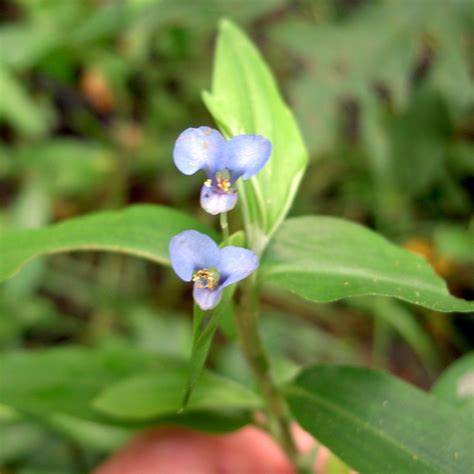 We did not find results for: Blue - Purple Flowers