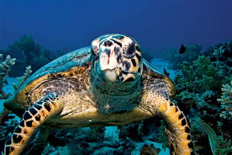 Begonias Travel Hawksbill Turtle Facts Endangered Hawksbill Turtle