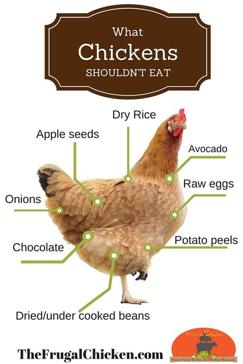 While there are many websites (such as backyard chickens and homegrown evolution) that list laws around the country, i have found them occasionally to be i began asking my city, la mesa, calif., to legalize backyard chickens in late 2009. What Fruit Can Chickens Eat, Aggressive Dogs, Jersey ...