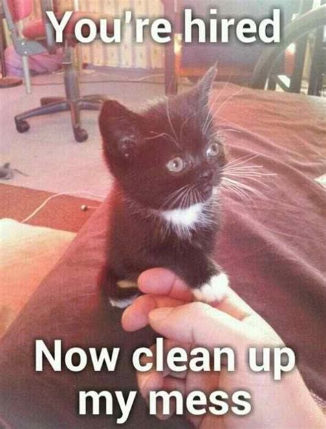 _ 25 funny cat memes clean. 19 Very Funny Cat Memes Clean Images and Pictures | MemesBoy