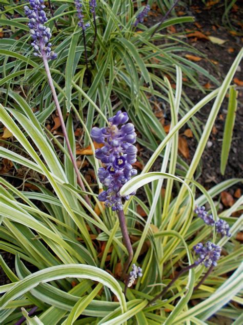 Photo 59324 Liriope Muscari Silvery Sunproof Plant Lust