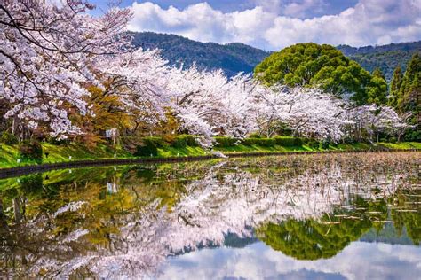 Cherry Blossoms In Kyoto When And Where To See Sakura In Spring 2021