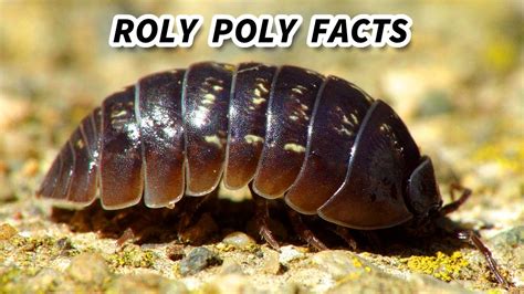Roly Poly Facts The Bug That Rolls Up Into A Ball Animal Fact Files