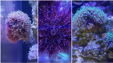 Tuxedo Urchin VS Green Hair Algae And Mouth Footage Best Nano Reef