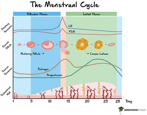 The Menstrual Cycle Mcat Biology Medschoolcoach