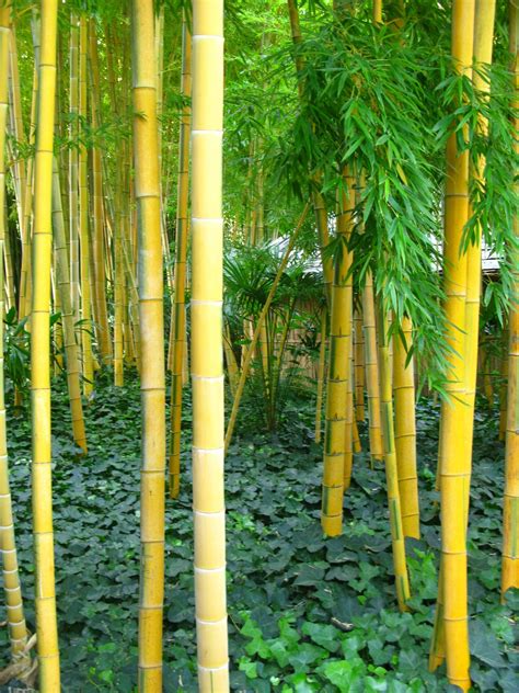 Bambous Jaunes Bamboo Garden Bamboo Plants Trees To Plant