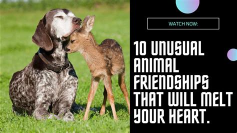 10 Unusual Animal Friendships That Will Make Your Heart Melt Youtube