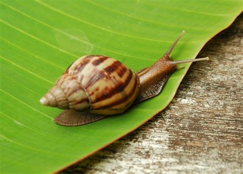 Snail Information And Photos Thriftyfun