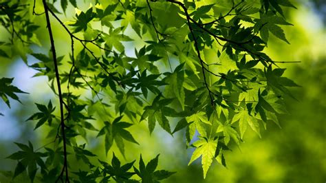 🥇 Green Nature Trees Leaves Macro Maple Leaf Branches Wallpaper 1495