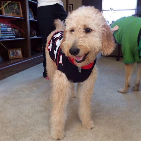 There are significant differences between an f1 and f1b goldendoodle in terms of. Emmy F1B Standard Goldendoodle | Standard goldendoodle ...