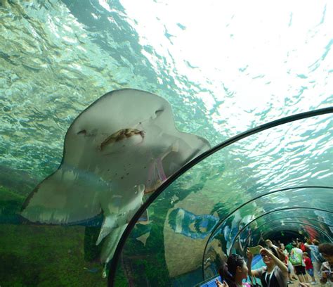 Aquarium Sea Life De Sydney à Quartier Central Des Affaires De Sydney